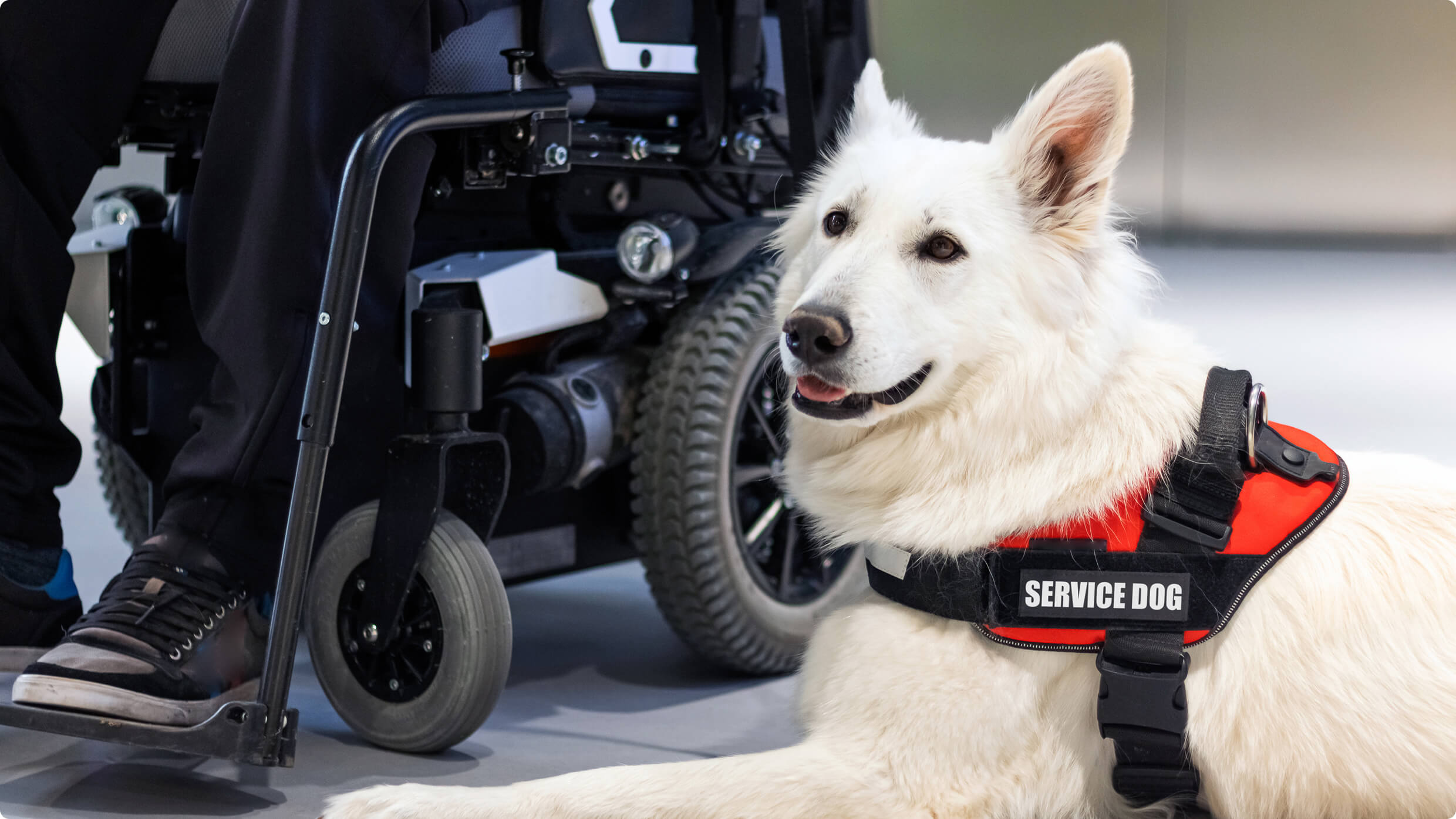 img-animal-services